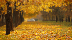 autumn-celebrate-2018