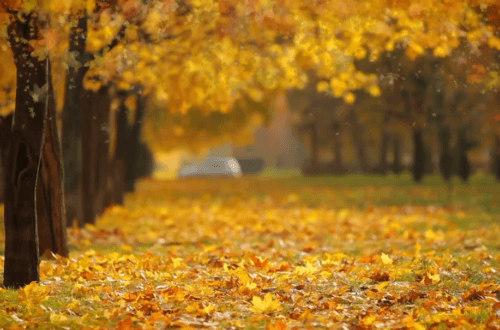 autumn-celebrate-2018