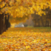autumn-celebrate-2018