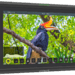Накамерный монитор Atomos Shinobi 5.2″ 4K обложка статьи