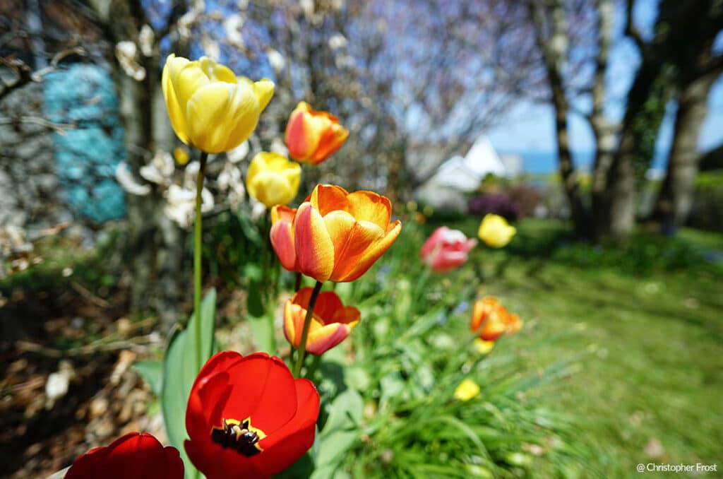 Объектив Samyang AF 12mm F2 E - пример фото крупным планом